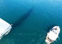 barcha a vela yacht a vela con barca a motoree